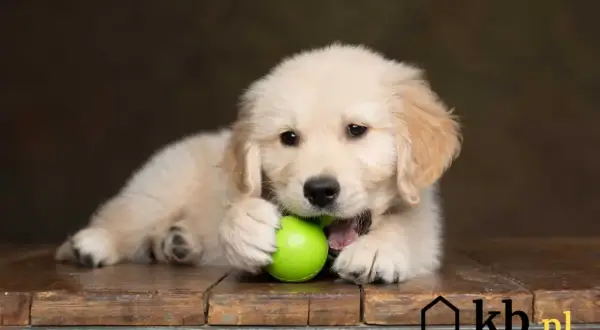 Golden Retriever: Cena szczeniaka i koszty utrzymania. Ile naprawdę kosztuje?
