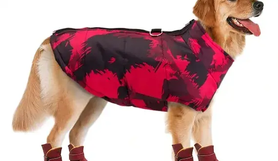 Uszyj buty dla psa krok po kroku: Poradnik DIY