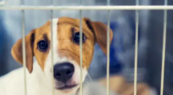 Adopcja szczeniaka ze schroniska: Znajdź i przygotuj idealny dom