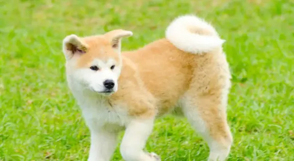 Akita Inu: Ile kosztuje szczeniak i utrzymanie? Sprawdź!