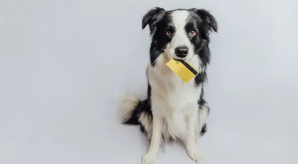 Cena Border Collie: Ile kosztuje szczeniak i utrzymanie w Polsce?