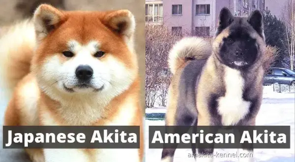 Akita Japońska vs Amerykańska: Kluczowe różnice w wyglądzie