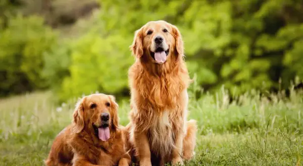 Golden Retriever: Pies czy suczka? Poznaj kluczowe różnice