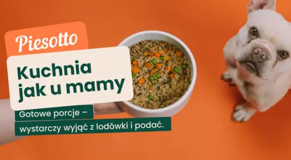 Czy kocia karma szkodzi psu? Fakty i porady eksperta.
