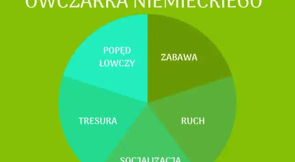 Owczarek niemiecki: Dieta, której potrzebuje Twój pies. Poznaj zasady.