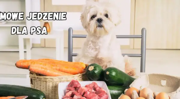 Domowe jedzenie dla psa: Przepisy, bilansowanie, bezpieczeństwo