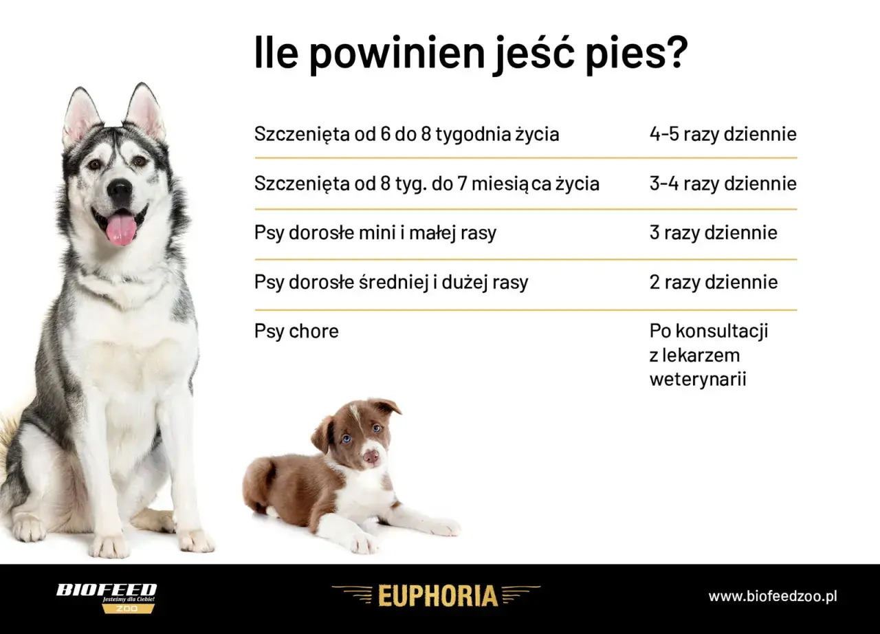 Tabela żywienia szczeniaka: Precyzyjne dawkowanie dla zdrowia