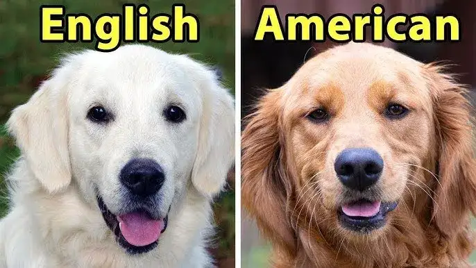 Golden Retriever typ brytyjski vs amerykański por&oacute;wnanie