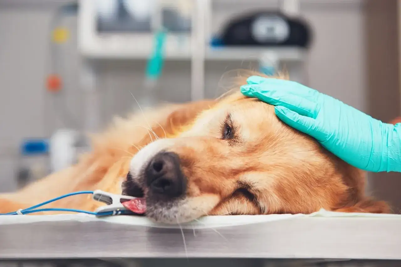 świadomość nowotworów u psów golden retriever