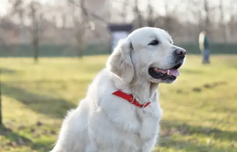 Golden Retriever wygląd og&oacute;lny wzorzec rasy
