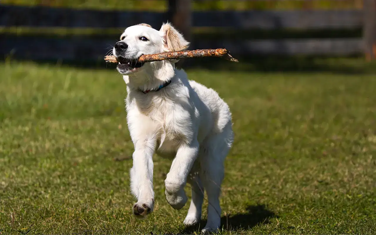 szczęśliwy golden retriever na spacerze