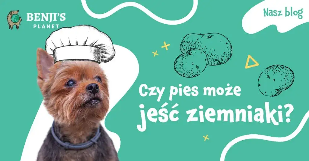 gotowane ziemniaki dla psa