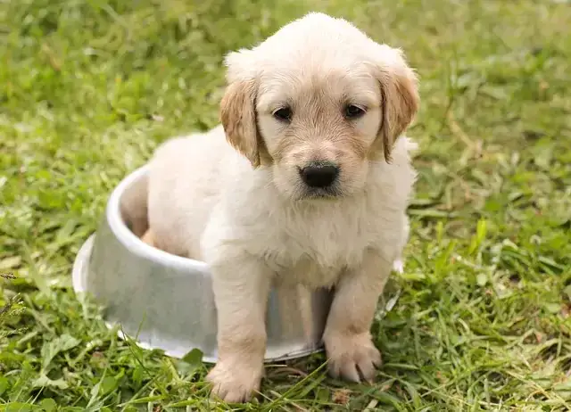 szczeniak Golden Retriever